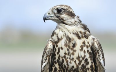 Drones baladeurs : des aigles utilisés pour dégager les aéroports ? – Air&Cosmos