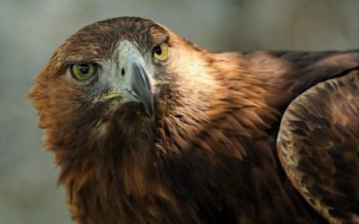 Utiliser des rapaces pour neutraliser des drones légers : une fausse bonne idée?
