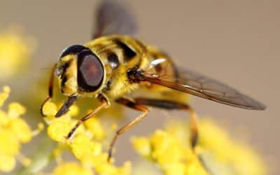 L’armée américaine veut s’inspirer du cerveau des insectes pour créer une nouvelle IA