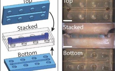 Un nouveau gel imprimé en 3D et auto-réparant ouvre des perspectives en microfluidique – Mécanique et Matériaux
