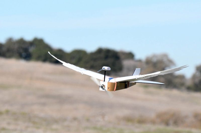 Ce drone doté de véritables plumes reproduit parfaitement le vol d’un oiseau