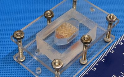 Primés par la Nasa, des scientifiques impriment en 3D des tissus hépatiques humains