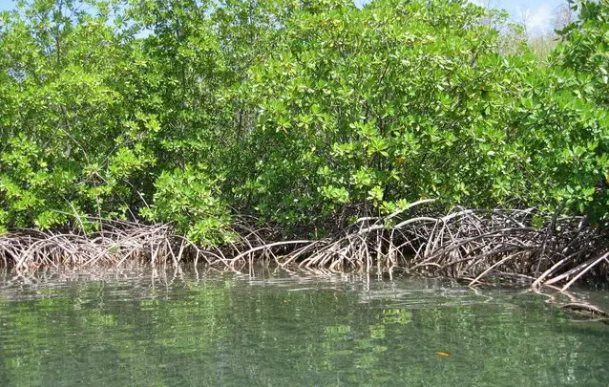 « Pile microbienne » : Comment les bactéries de la mangrove pourraient produire de l’électricité