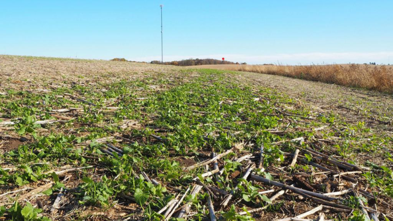 Des résultats encourageants pour le semis de couverts au drone