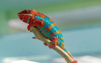 Une méthode d’impression 3D couleur inspirée des caméléons