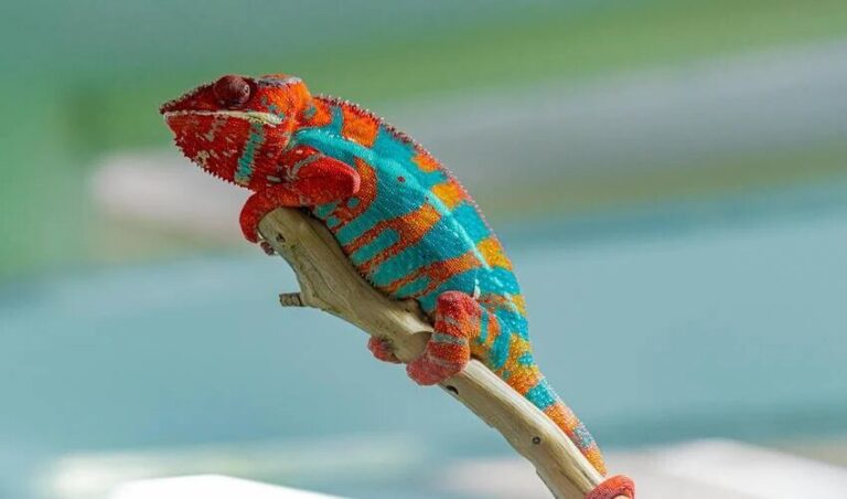 Une méthode d’impression 3D couleur inspirée des caméléons