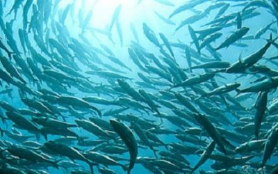 Des essaims robotiques au comportement de bancs de poissons