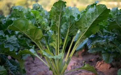 Betteraves imprimées en 3D : un nouvel outil pour le phénotypage des plantes ?