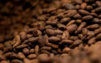 Chocolat, maïs, riz, blé, café… Le changement climatique menace la sécurité des importations alimentaires de l’Union européenne, selon une étude