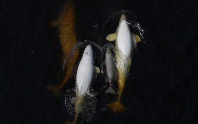 La «révolution» du drone dans la recherche sur les bélugas du Saint-Laurent