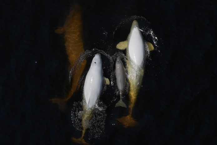 La «révolution» du drone dans la recherche sur les bélugas du Saint-Laurent