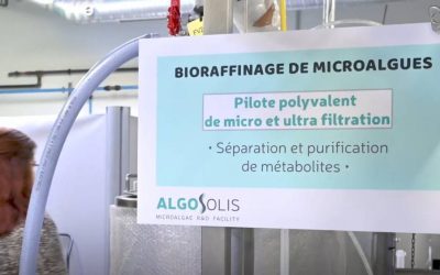 À l’IMT Atlantique, les microalgues, moteur des biocarburants pour transport aérien et maritime